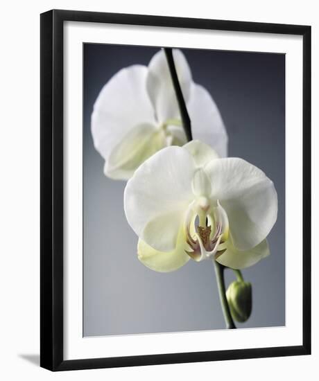 Orchid Light - Shine-Tony Koukos-Framed Giclee Print