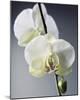 Orchid Light - Shine-Tony Koukos-Mounted Giclee Print