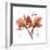 Orchid Love-Albert Koetsier-Framed Premium Giclee Print