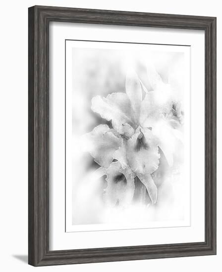 Orchid Magena-Maria Trad-Framed Giclee Print