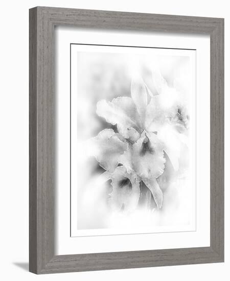 Orchid Magena-Maria Trad-Framed Giclee Print