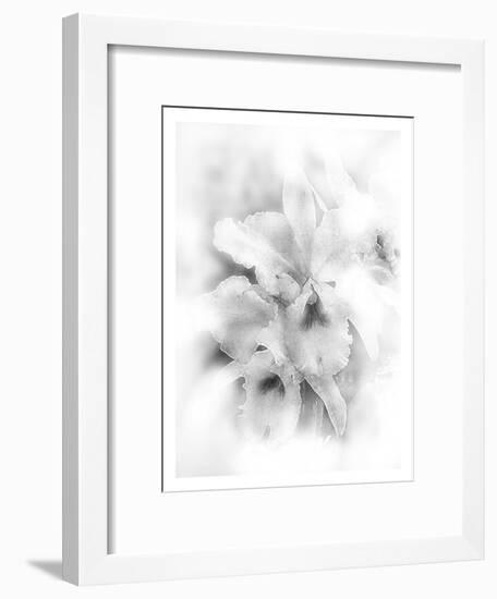 Orchid Magena-Maria Trad-Framed Giclee Print