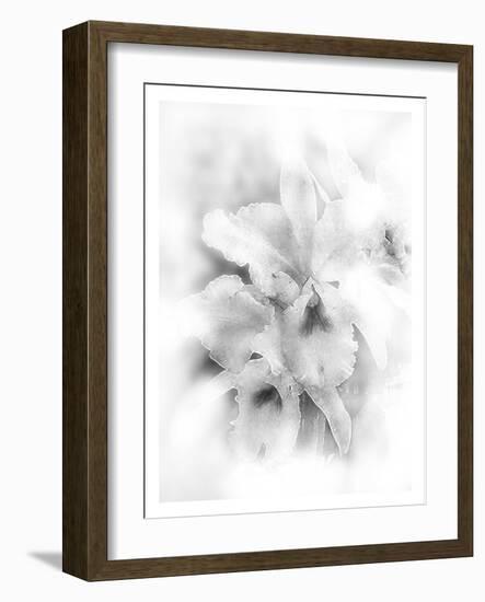 Orchid Magena-Maria Trad-Framed Giclee Print