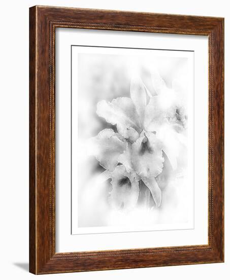 Orchid Magena-Maria Trad-Framed Giclee Print