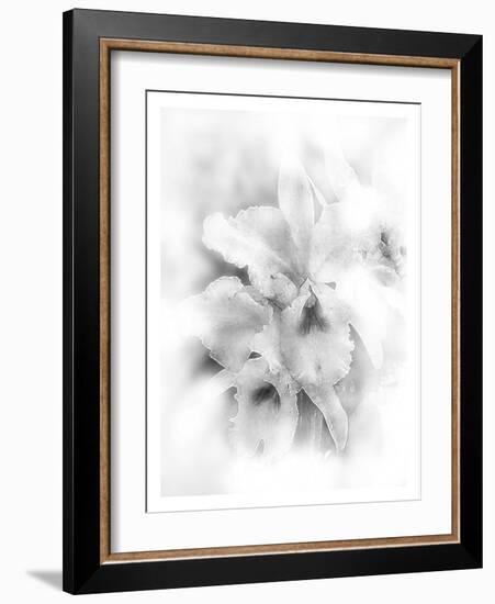 Orchid Magena-Maria Trad-Framed Giclee Print