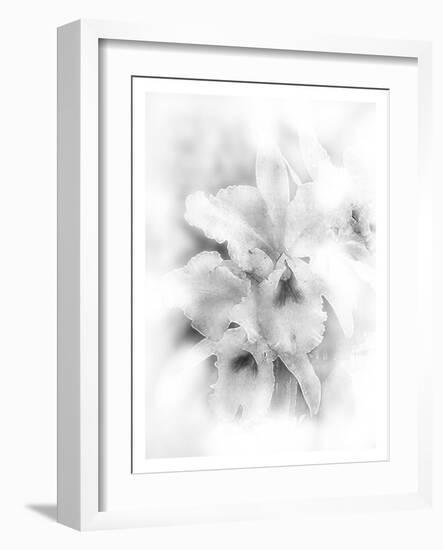 Orchid Magena-Maria Trad-Framed Giclee Print