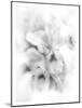 Orchid Magena-Maria Trad-Mounted Giclee Print