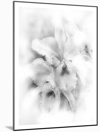 Orchid Magena-Maria Trad-Mounted Giclee Print