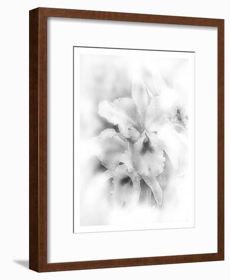 Orchid Magena-Maria Trad-Framed Giclee Print