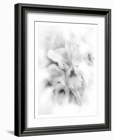 Orchid Magena-Maria Trad-Framed Giclee Print