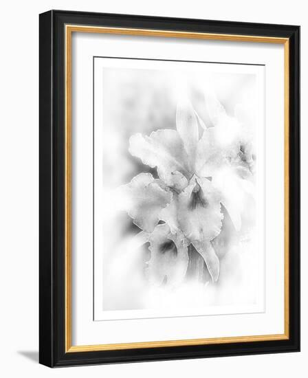 Orchid Magena-Maria Trad-Framed Giclee Print