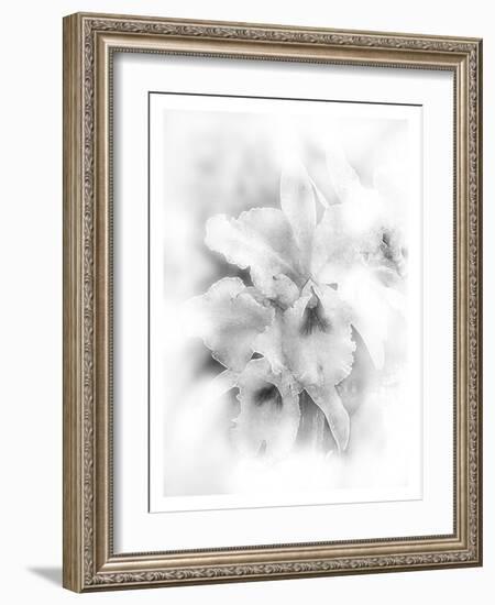 Orchid Magena-Maria Trad-Framed Premium Giclee Print