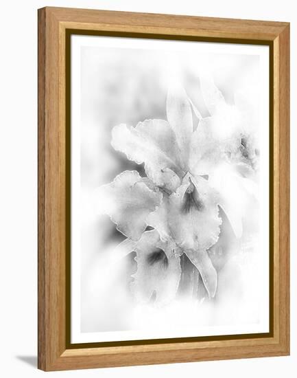 Orchid Magena-Maria Trad-Framed Premier Image Canvas