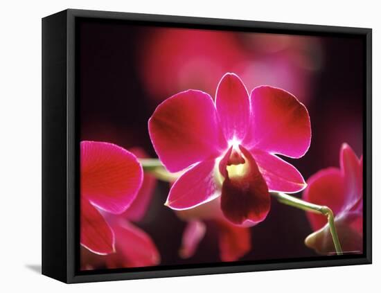 Orchid, Malaysia-Michele Molinari-Framed Premier Image Canvas