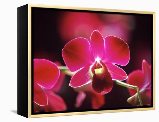 Orchid, Malaysia-Michele Molinari-Framed Premier Image Canvas