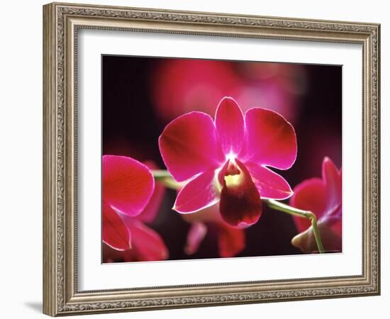 Orchid, Malaysia-Michele Molinari-Framed Photographic Print