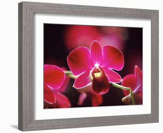 Orchid, Malaysia-Michele Molinari-Framed Photographic Print