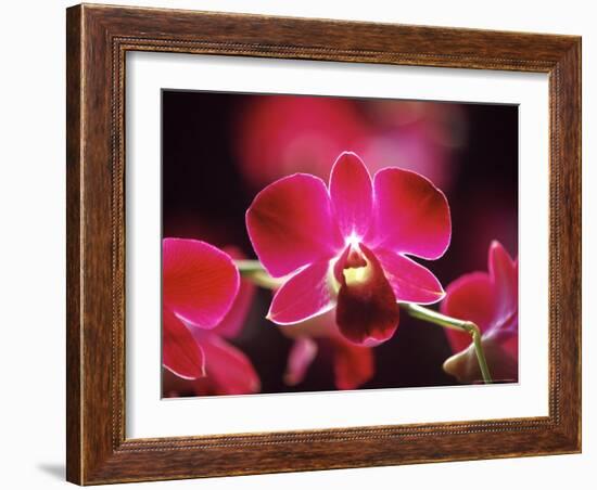 Orchid, Malaysia-Michele Molinari-Framed Photographic Print