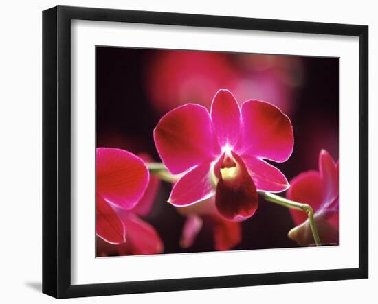 Orchid, Malaysia-Michele Molinari-Framed Photographic Print