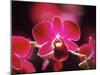 Orchid, Malaysia-Michele Molinari-Mounted Photographic Print