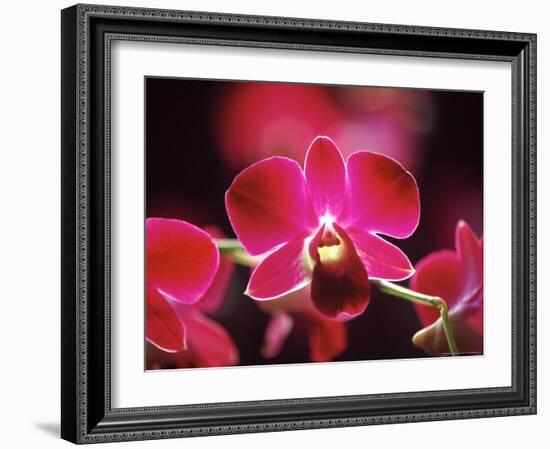 Orchid, Malaysia-Michele Molinari-Framed Photographic Print