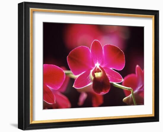 Orchid, Malaysia-Michele Molinari-Framed Photographic Print