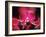 Orchid, Malaysia-Michele Molinari-Framed Photographic Print