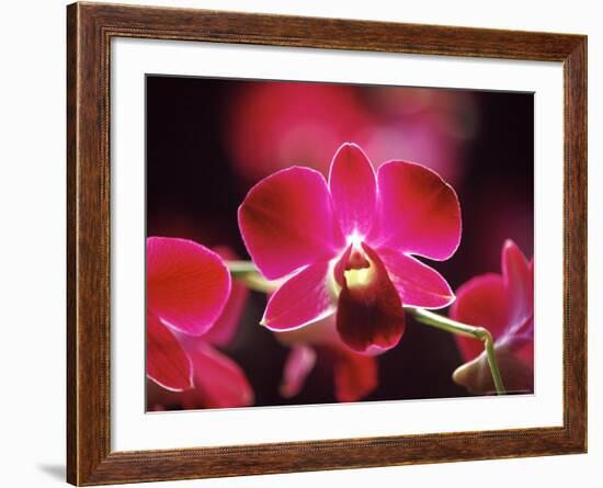 Orchid, Malaysia-Michele Molinari-Framed Photographic Print