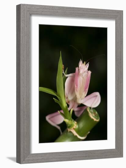 Orchid Mantis (Hymenopus Coronatus), captive, Malaysia, Southeast Asia, Asia-Janette Hill-Framed Photographic Print