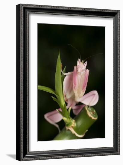 Orchid Mantis (Hymenopus Coronatus), captive, Malaysia, Southeast Asia, Asia-Janette Hill-Framed Photographic Print