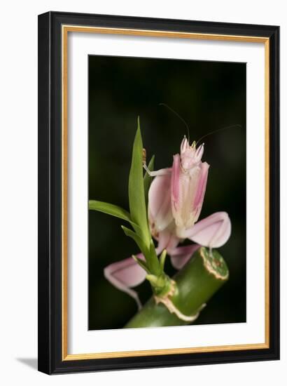 Orchid Mantis (Hymenopus Coronatus), captive, Malaysia, Southeast Asia, Asia-Janette Hill-Framed Photographic Print