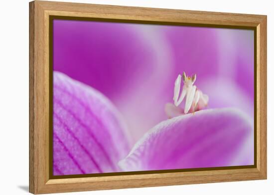 Orchid mantis on Phalenopsis orchid-Edwin Giesbers-Framed Premier Image Canvas