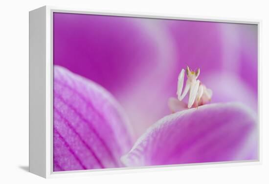 Orchid mantis on Phalenopsis orchid-Edwin Giesbers-Framed Premier Image Canvas