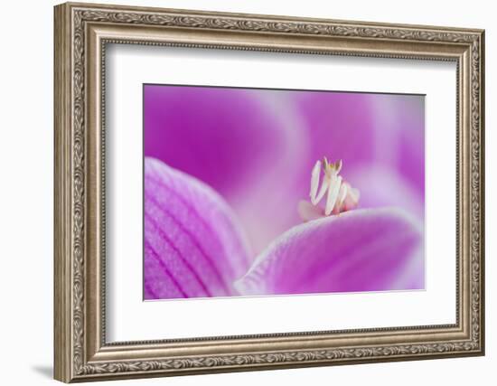 Orchid mantis on Phalenopsis orchid-Edwin Giesbers-Framed Photographic Print