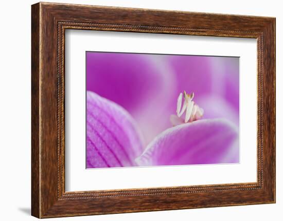 Orchid mantis on Phalenopsis orchid-Edwin Giesbers-Framed Photographic Print