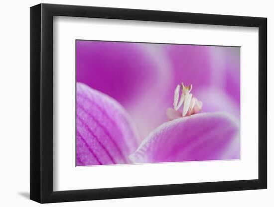 Orchid mantis on Phalenopsis orchid-Edwin Giesbers-Framed Photographic Print