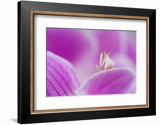 Orchid mantis on Phalenopsis orchid-Edwin Giesbers-Framed Photographic Print