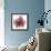 Orchid Marcela-Albert Koetsier-Framed Premium Giclee Print displayed on a wall