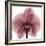 Orchid Marcela-Albert Koetsier-Framed Premium Giclee Print