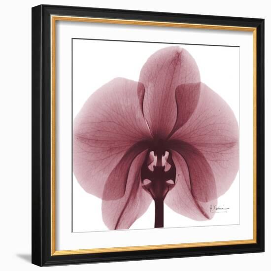 Orchid Marcela-Albert Koetsier-Framed Premium Giclee Print