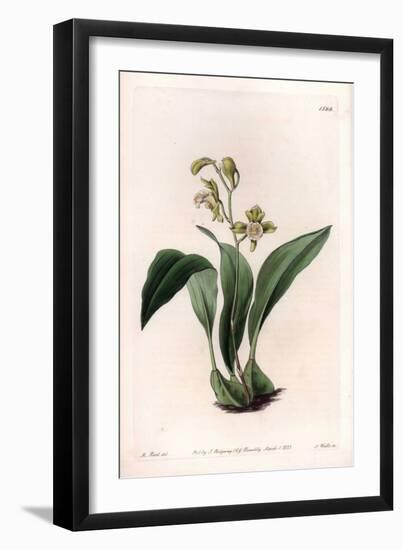 Orchid: Maxillary a Bunches - Engraved Board by S.Watts, from an Illustration by Sarah Anne Drake (-Sydenham Teast Edwards-Framed Giclee Print