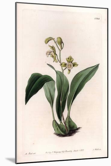 Orchid: Maxillary a Bunches - Engraved Board by S.Watts, from an Illustration by Sarah Anne Drake (-Sydenham Teast Edwards-Mounted Giclee Print