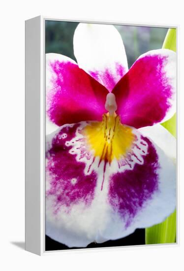 Orchid Miltonia-Charles Bowman-Framed Premier Image Canvas