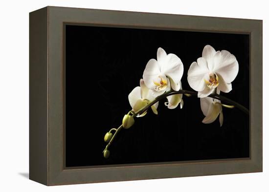 Orchid on Black-Karyn Millet-Framed Premier Image Canvas