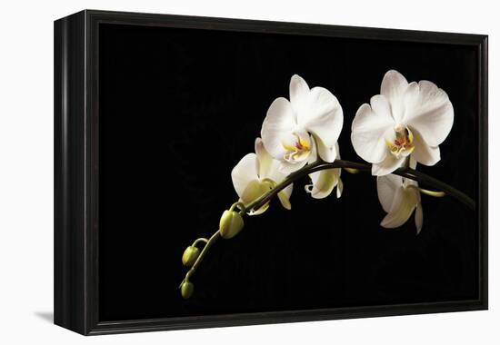 Orchid on Black-Karyn Millet-Framed Premier Image Canvas