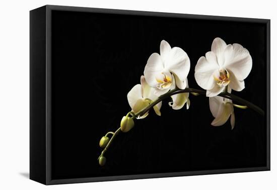 Orchid on Black-Karyn Millet-Framed Premier Image Canvas