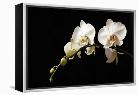 Orchid on Black-Karyn Millet-Framed Premier Image Canvas