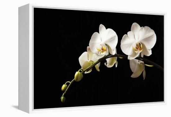 Orchid on Black-Karyn Millet-Framed Premier Image Canvas