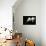 Orchid on Black-Karyn Millet-Photographic Print displayed on a wall
