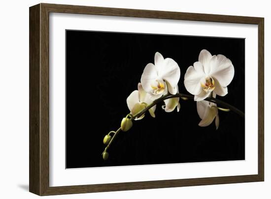 Orchid on Black-Karyn Millet-Framed Photographic Print